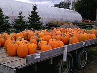 Pumpkins Galore