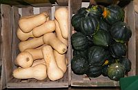 Assorted Squash